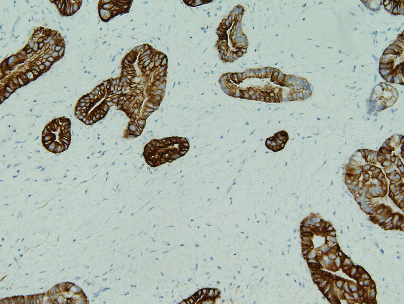 Case of the Month, Mar. 2013: Figure 1